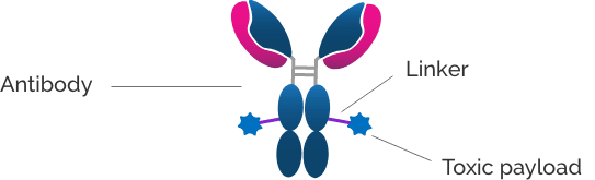 antibody drug conjugate